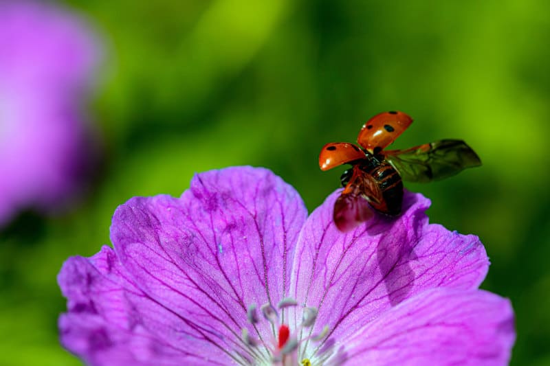 Spiritual Meaning of a Ladybug: Your Complete Guide