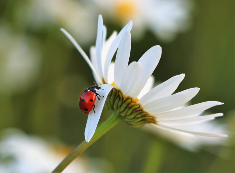 Seeing ladybugs everywhere in Toronto? Here's why