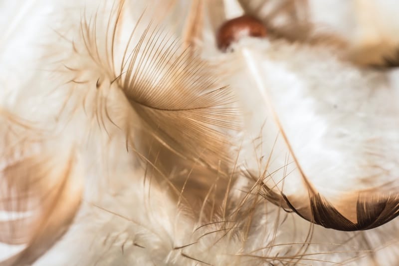 Peacock Feather Meaning and Spiritual Symbolism